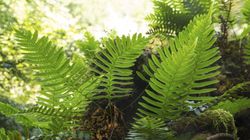 Rośliny antysmogowe. Naturalne oczyszczacze powietrza