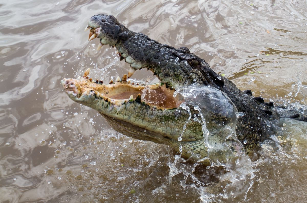 Krokodyl rzucił się na turystę zażywającego kąpieli 