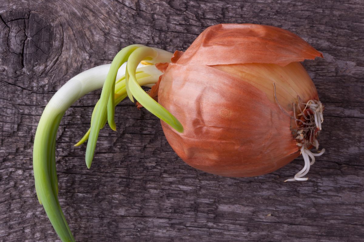 Onion with sprouts. Can you eat it?