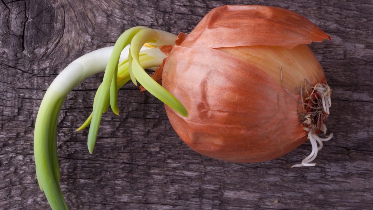 Cebula z kiełkami. Czy można ją jeść?