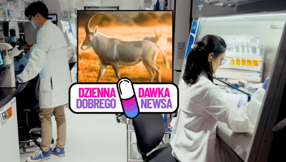 Wymarł 200 lat temu. Ten gatunek może powrócić