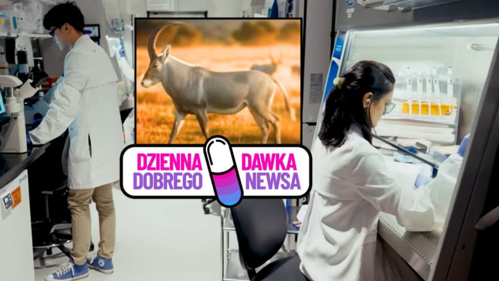 Ten gatunek antylopy wymarł 200 lat temu. Uda się go przywrócić?