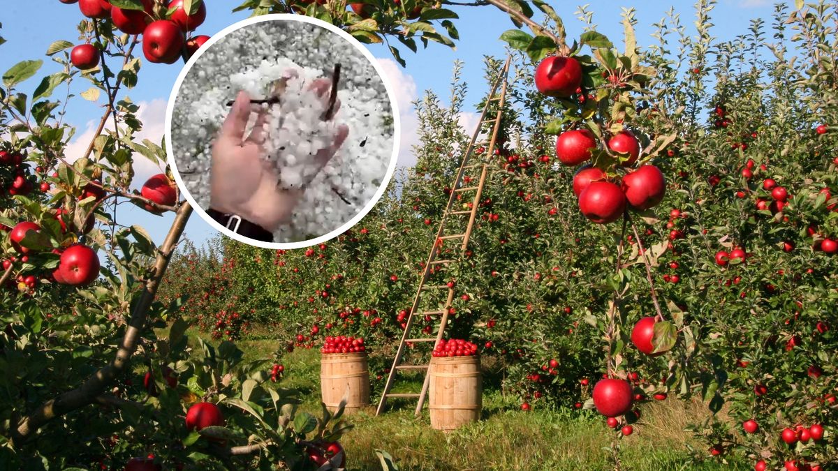 Sadownicy liczą straty