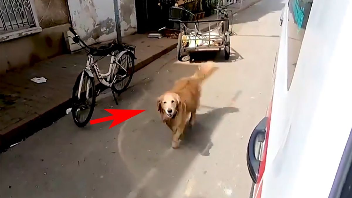 Pies biegł przez miasto za karetką w której jechała jego właścicielka