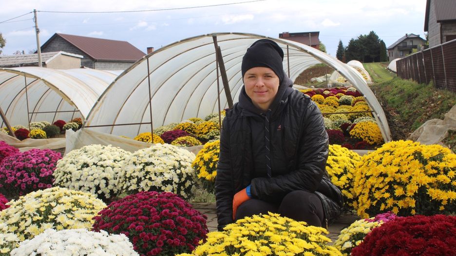 Chryzantemowe zagłębie w gminie Igołomia-Wawrzeńczyce. Marzena Onyszkiewicz wśród kwiatów, które sprzedaje przy wjeździe na posesję w Zofipolu
