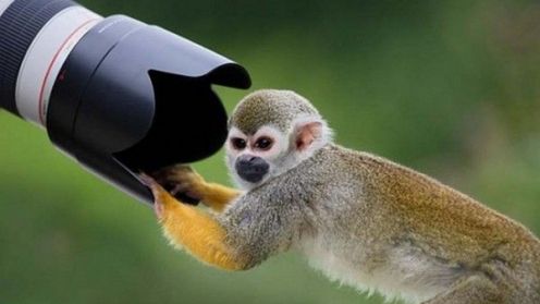 Fotograf kontra zwierzaki - spotkanie oko w oko [galeria] 1