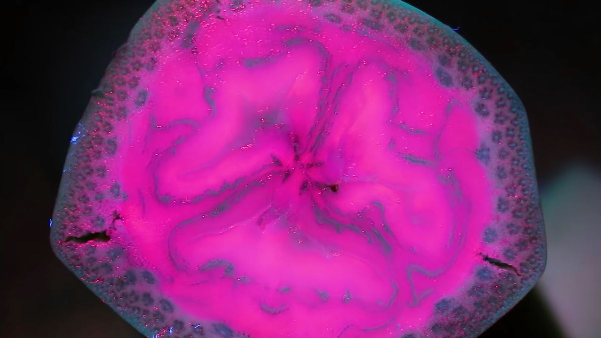 Fioletowy banan i bordowa cytryna? Zupełnie nowy świat widziany w ultrafiolecie 1