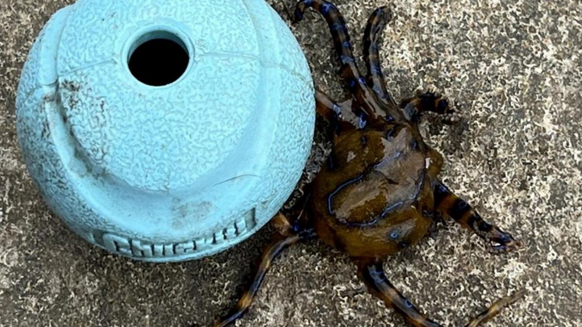 Od tragedii dzieliły ich sekundy. Spostrzegawczość Australijczyka ocaliła życia i jego, i psa