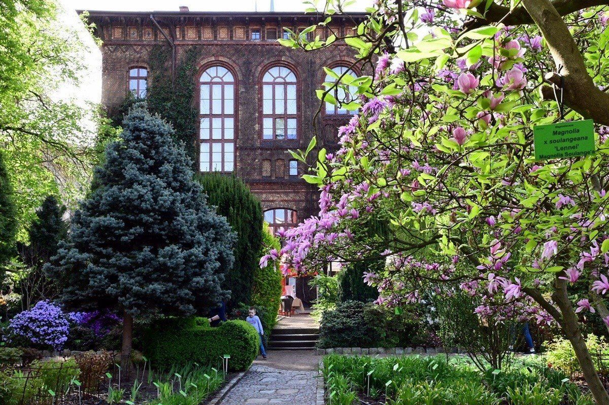 Dolnośląski Festiwal Magnolii we Wrocławiu. Warsztaty i kiermasz wśród kwiatów
