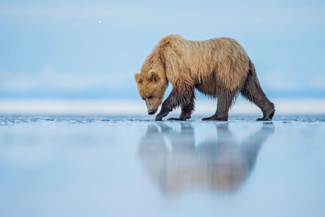 Zdjęcia finalistów Smithsonian Photo Contest zachwycają pięknem i różnorodnością życia 3