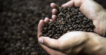 Kawa dobrem luksusowym? Naukowcy mówią o skutkach zmian klimatu
