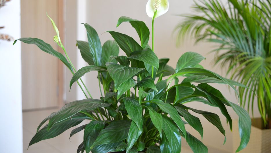 Jak zadbać o skrzydłokwiat?