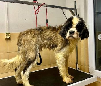 Dramat w hodowli bernardynów. Członkini Związku Kynologicznego w Gdyni zawieszona