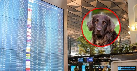 Uciekają z Dubaju i zostawiają psy. Koszmar zwierząt