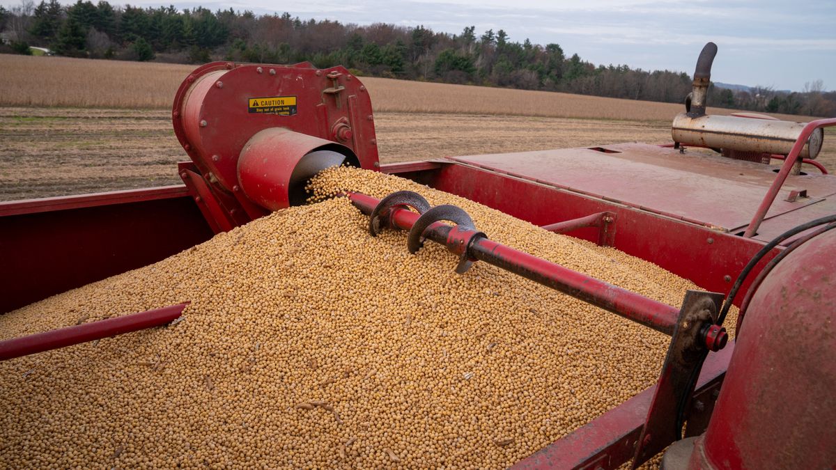 Ukraiński eksport soi idzie na rekord