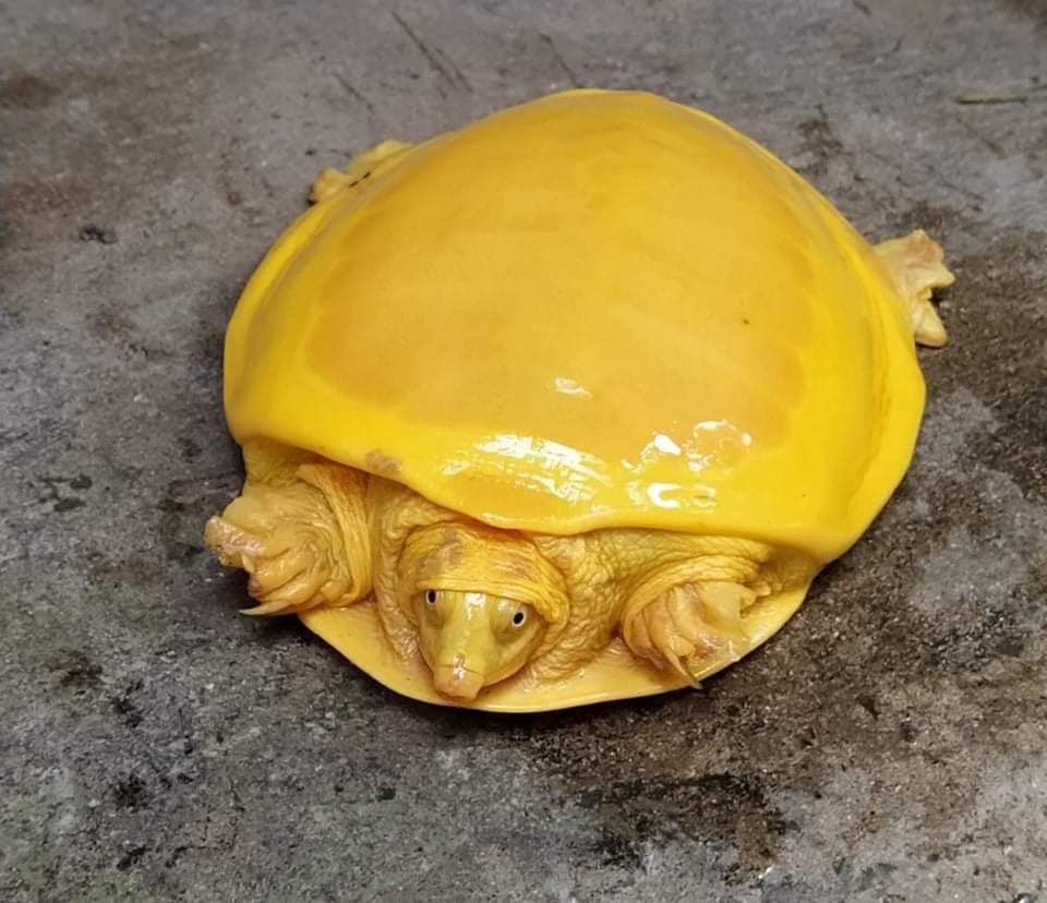 Rzadki żółty żółw dostrzeżony po raz drugi w historii. Wygląda jak roztapiający się ser