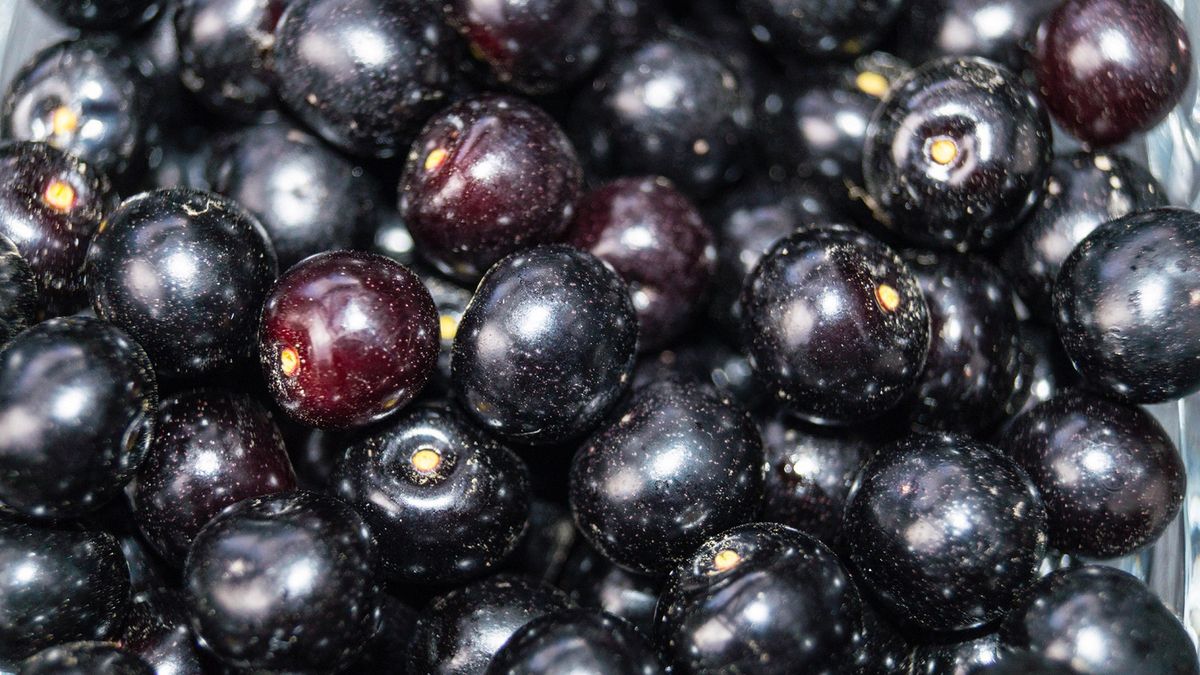 Polacy boją się, że jej owoce są trujące. Nic bardziej mylnego