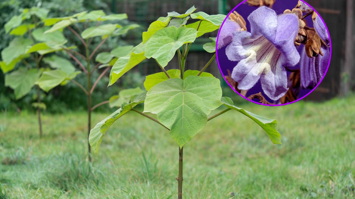 Paulownia omszała potrafi rosnąć dwa - trzy m rocznie