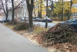 Nieznani sprawcy poobcinali korony drzewom przy Księcia Janusza