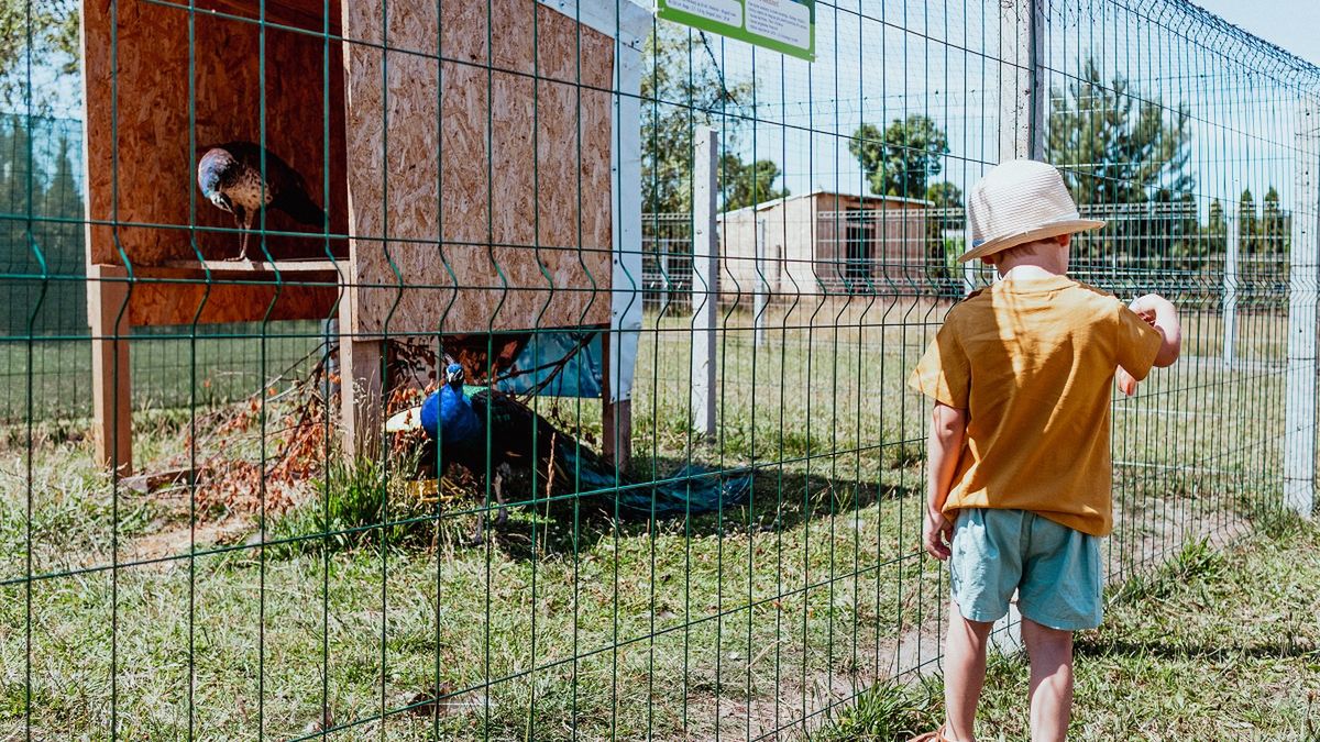 Tragedia w mini zoo. 9-latek zabił kilka zwierząt. Zdjęcie ilustracyjne. 