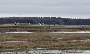 W końcu się pojawiły. Zobaczyli na polu. "Dobre wieści"