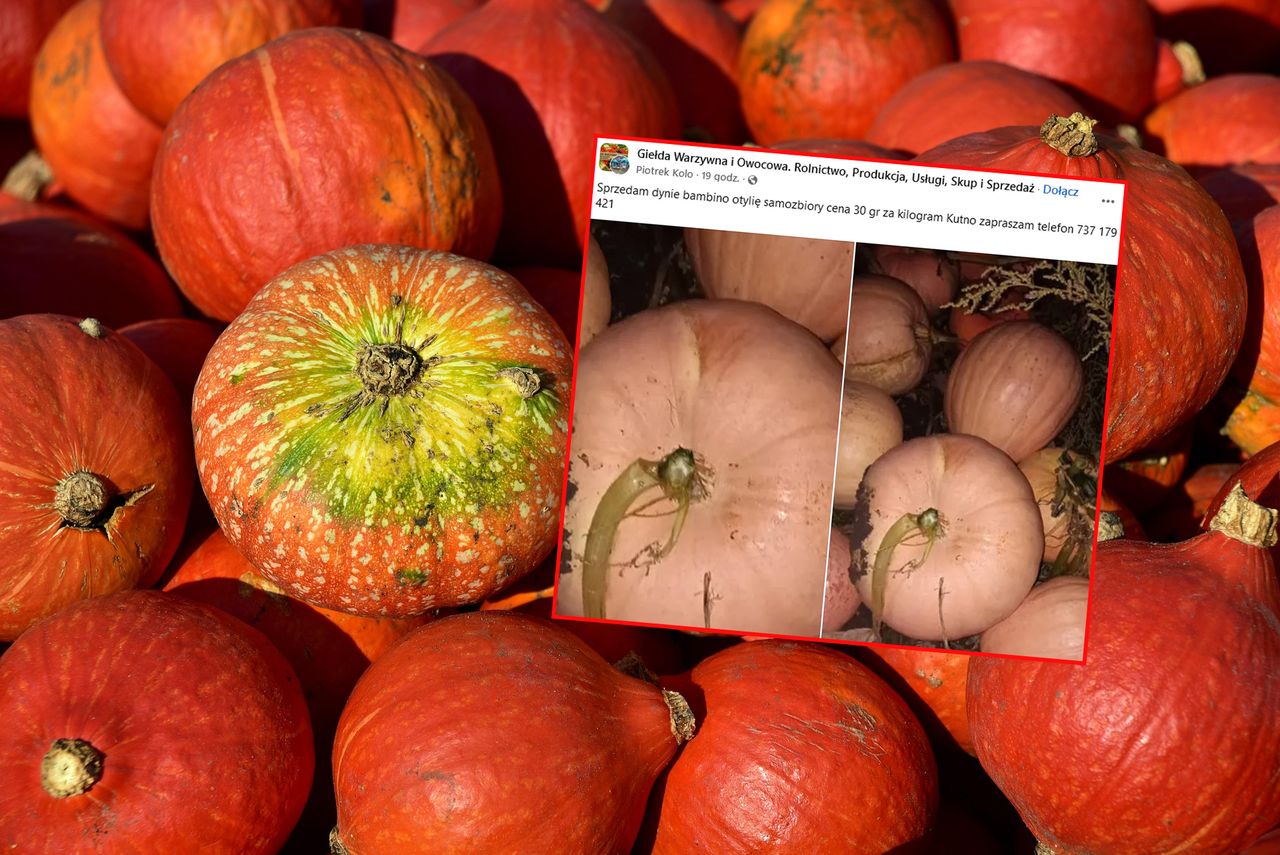 Rolnik podsumował samozbiory. "Nikt ich nie chciał, trzeba zaorać"