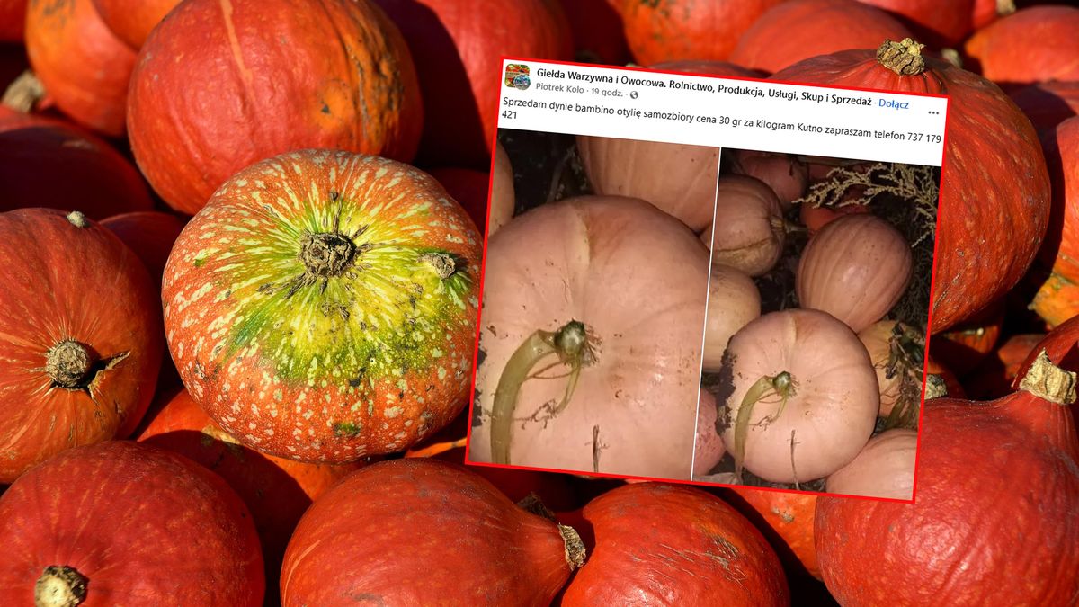 Rolnik podsumował samozbiory dyni