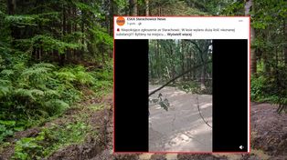 Tajemnicza maź w lesie pod Starachowicami. Jest reakcja Nadleśnictwa