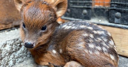 Małe pudu potrzebuje imienia. Warszawskie zoo liczy na internautów