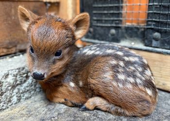 Małe pudu potrzebuje imienia. Warszawskie zoo liczy na internautów