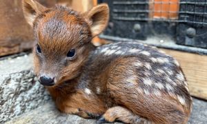 Małe pudu potrzebuje imienia. Warszawskie zoo liczy na internautów