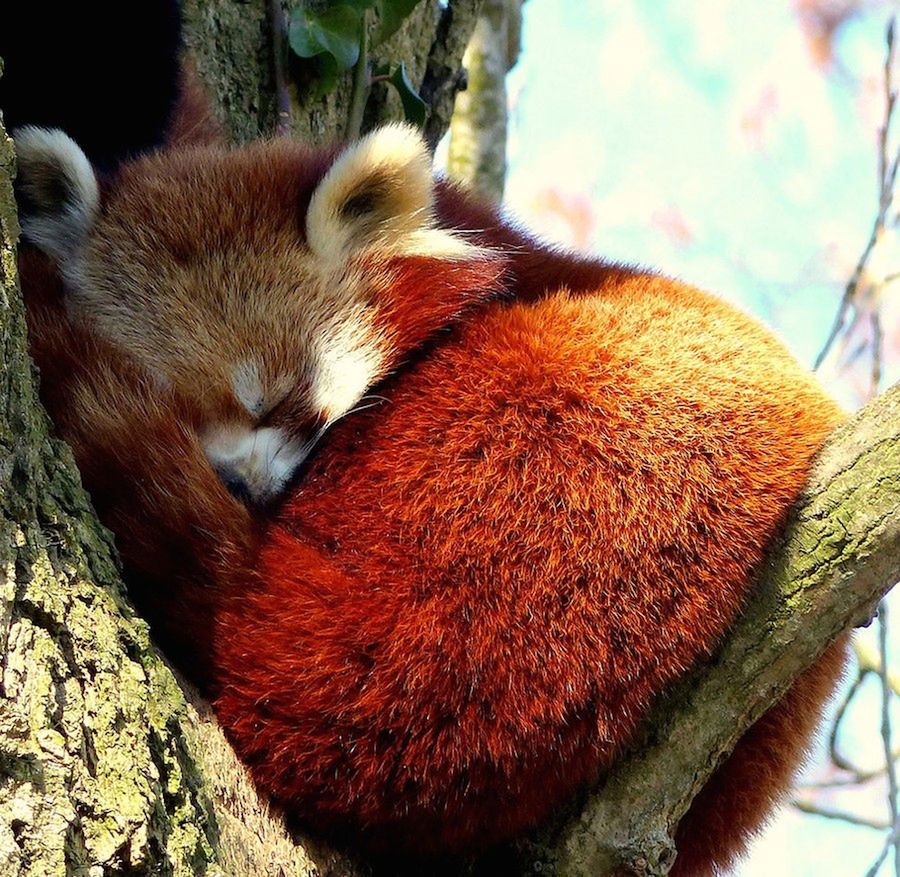Zwierzęta w ZOO czy rezerwacie też są piękne, czyli ZSL Animal Photography Prize 2015 8