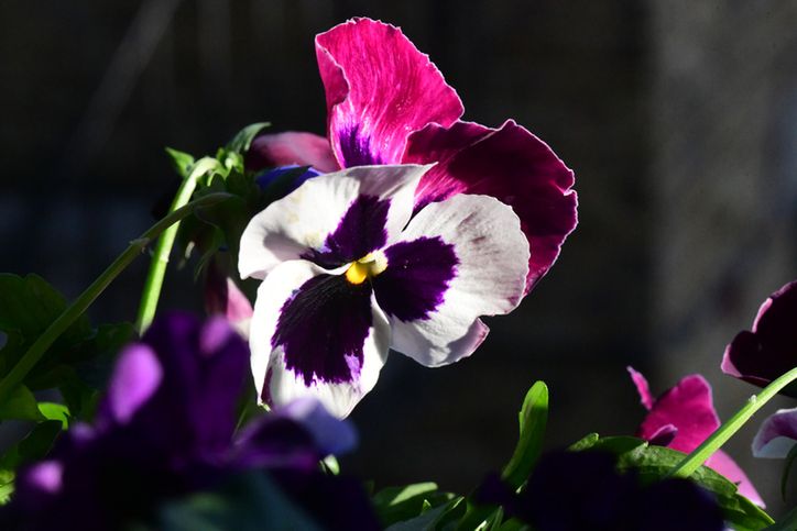 Ile papierosów szkodzi?