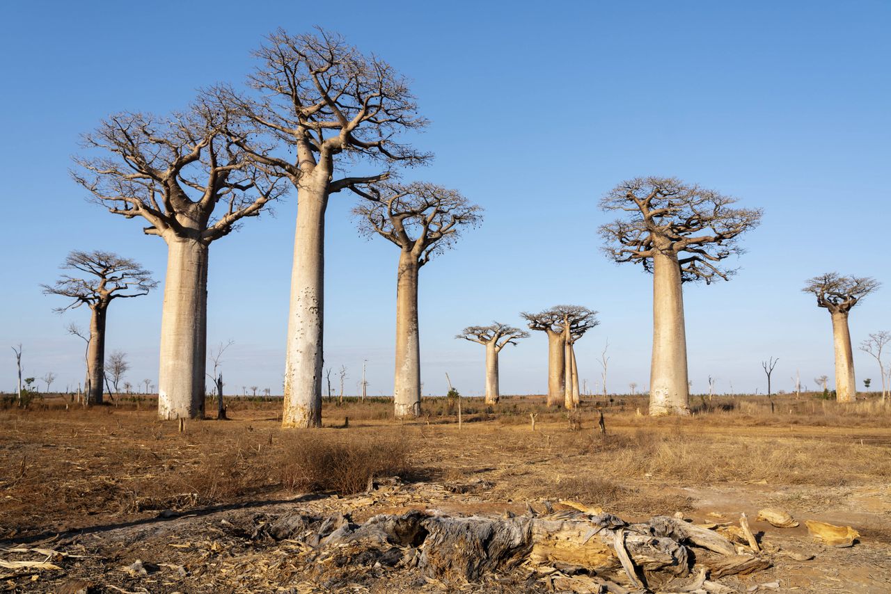 
Głód na Madagaskarze. Pół miliona najmłodszych dzieci niedożywionych 