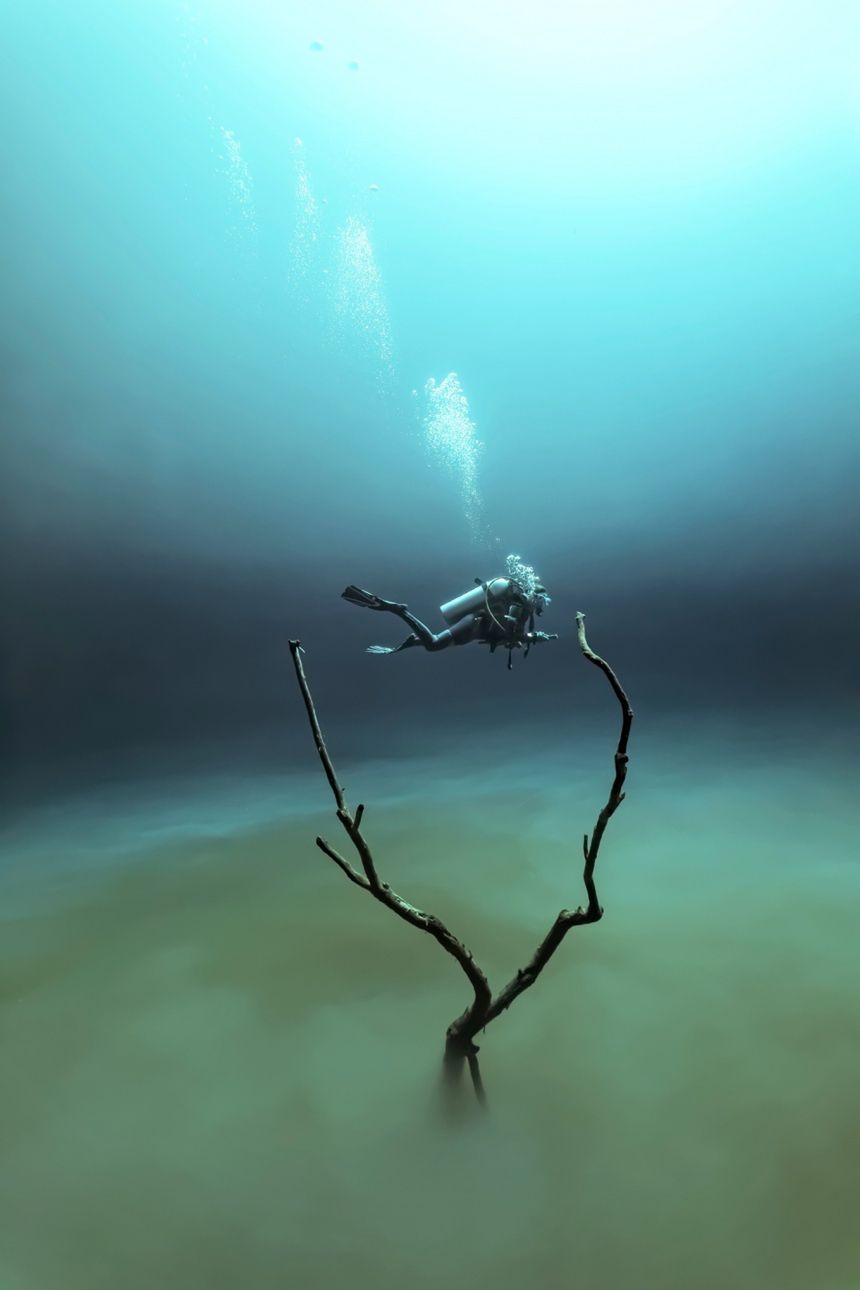 Underwater Photographer of the Year 2015 - najlepsze fotografie wykonane pod wodą 11