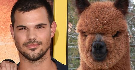 Lamy i alpaki, które wyglądają jak Taylor Lautner! (ZDJĘCIA)