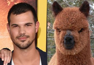 Lamy i alpaki, które wyglądają jak Taylor Lautner! (ZDJĘCIA)