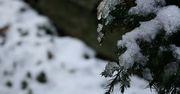 Komórki odporne na śnieg i zimno