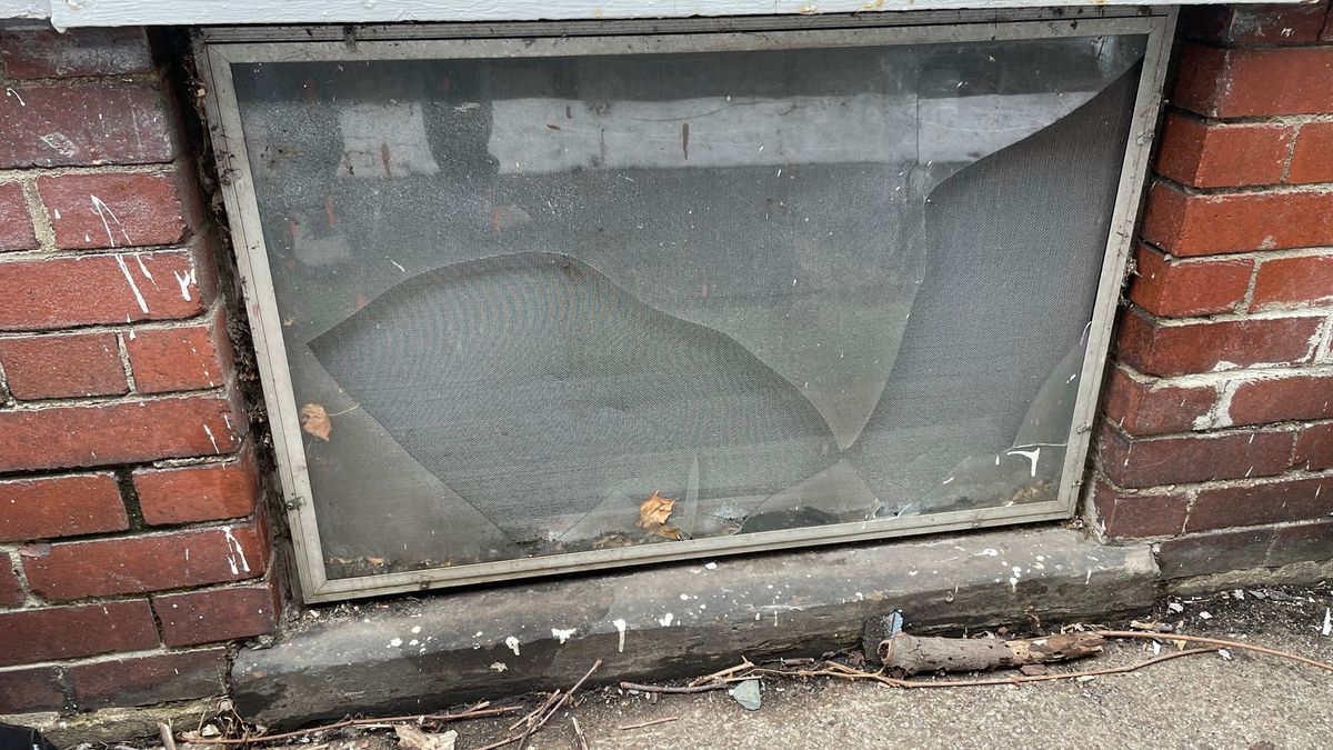 Okno do piwnicy. W Warszawie trwa walka ze szczurami