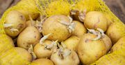 Nigdy nie jedz takich ziemniaków. Możesz się zatruć