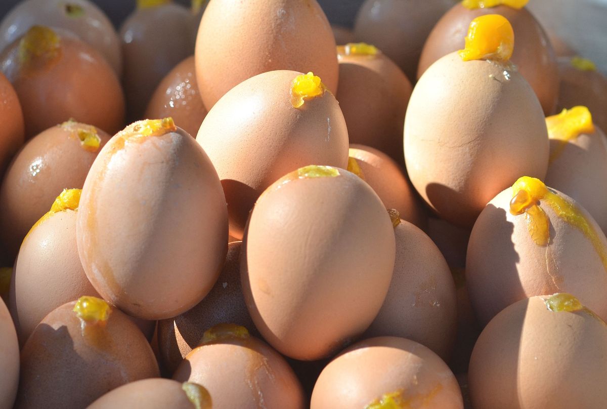 Dlaczego skorupki jajek pękają?