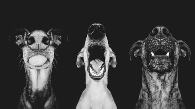 Pełne ekspresji portrety psów Elke Vogelsang 1