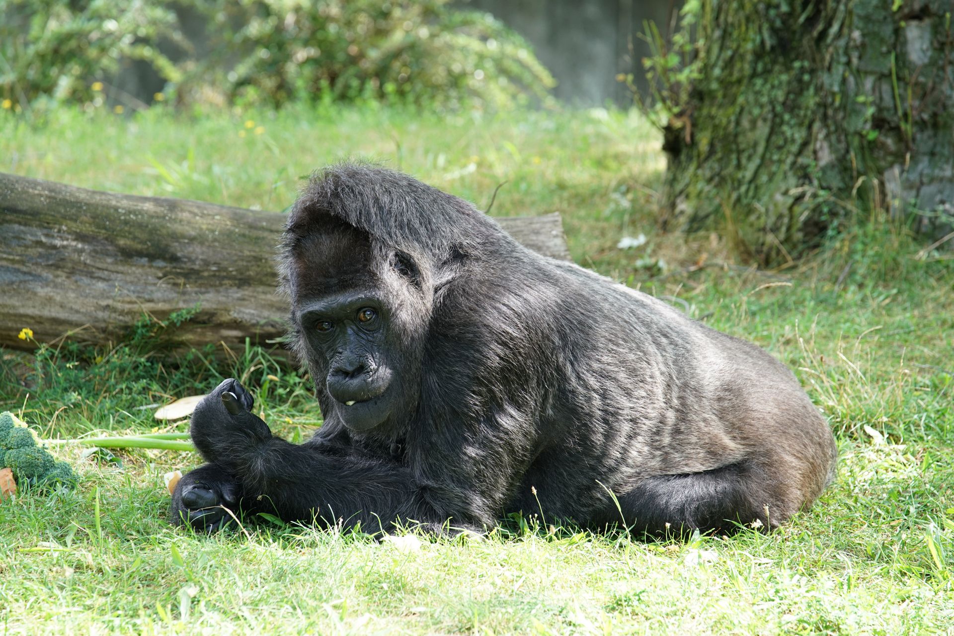 Sony FE 70–200 mm f/2.8 GM OSS - zdjęcia przykładowe z ZOO w Berlinie 31