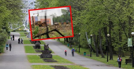 Rzeź 1200 drzew w Parku Śląskim. Powstanie tam dyskont i apartamenty