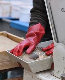 Ceny karpia w najbliższych latach w górę. Wszystko przez suszę