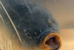 Karpie na podłodze sklepu. Polacy i tak będą kupować żywe ryby