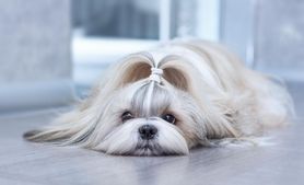 Shih tzu – wygląd, charakter, pielęgnacja, cena