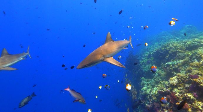 Rok z dziką przyrodą