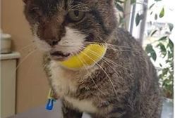 Oprawca pobił kota, wybił mu zęby i uszkodził oko. Wolontariusze szukają nowego właściciela