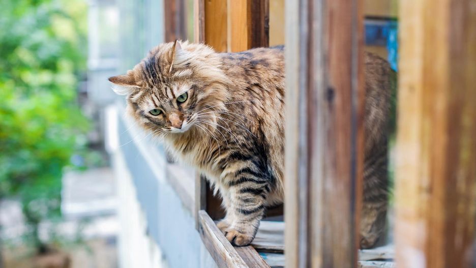 Upadek z dużej wysokości jest ogromnym szokiem dla organizmu